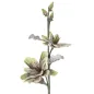 MAGNOLIA X2 Zielony 25X98 cm min 12